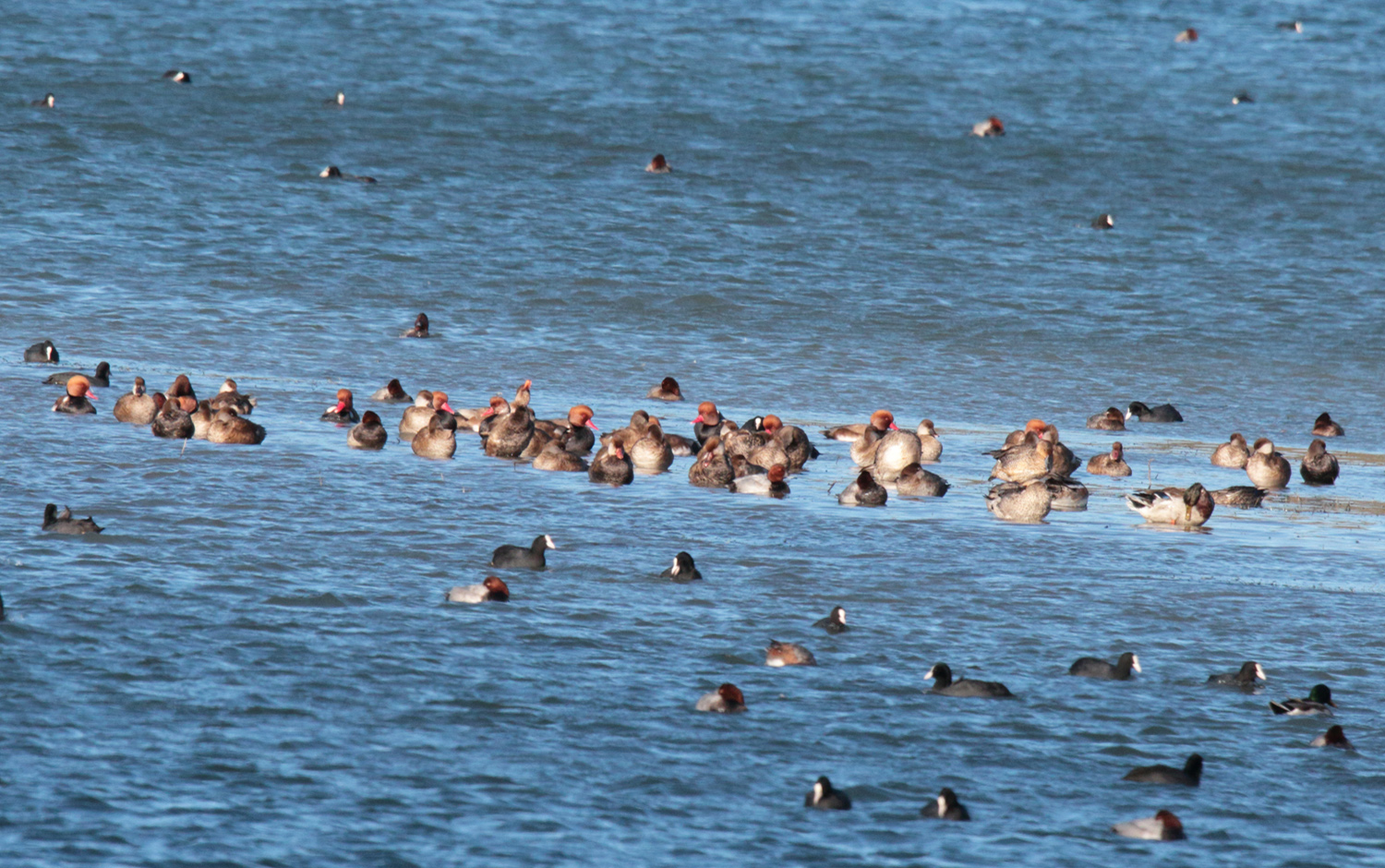 HomePage-Censimento-2026-02